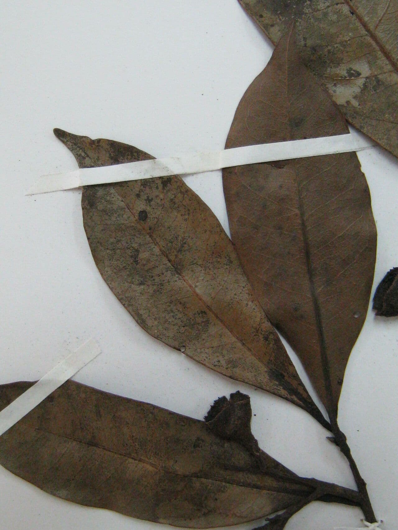 Ceanothusblättrige Ocotea 8