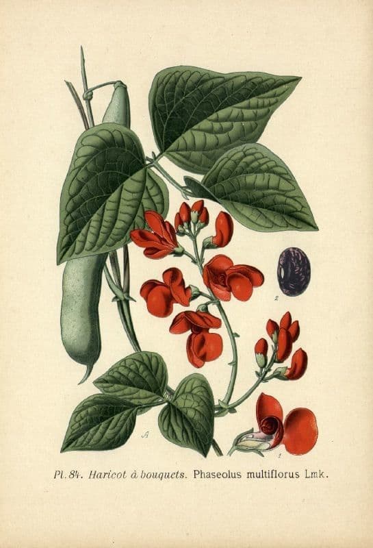 Runner bean 30