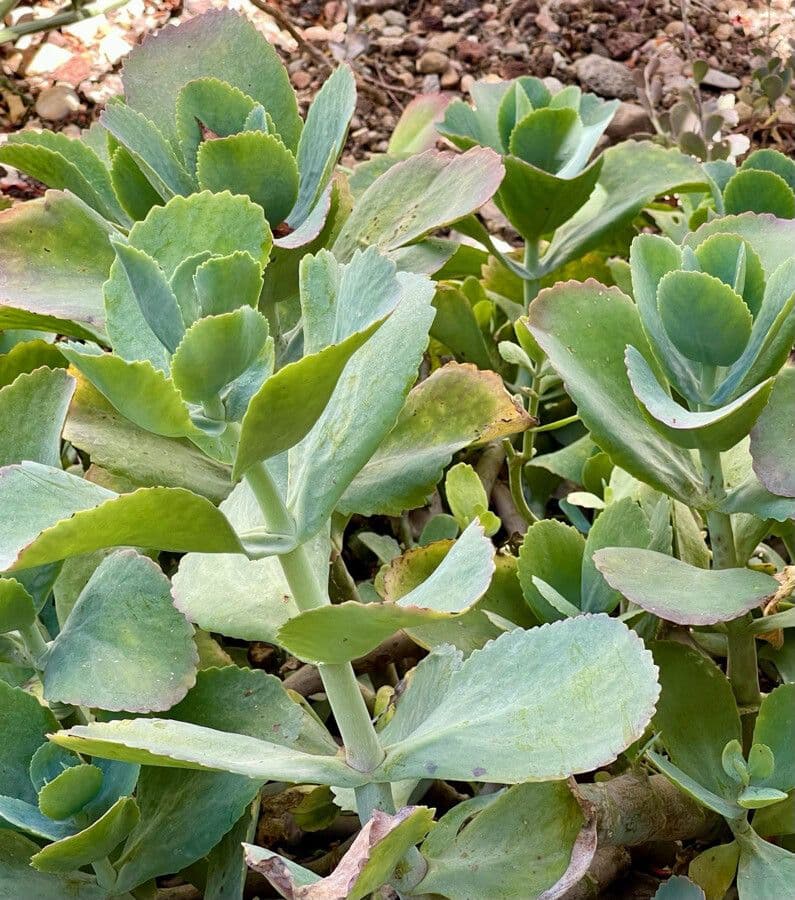 Kalanchoe 8