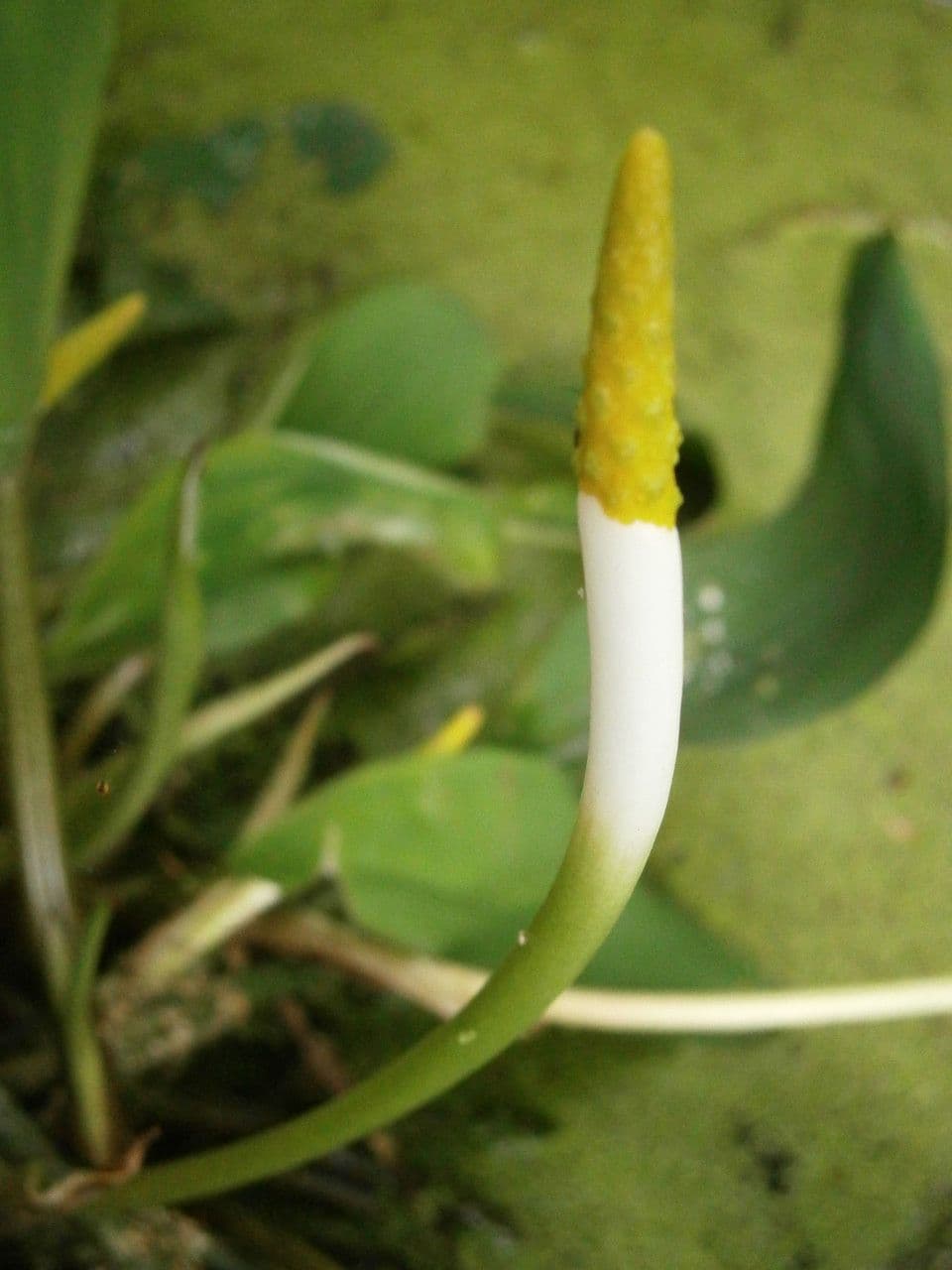 Orontium acquatico 4