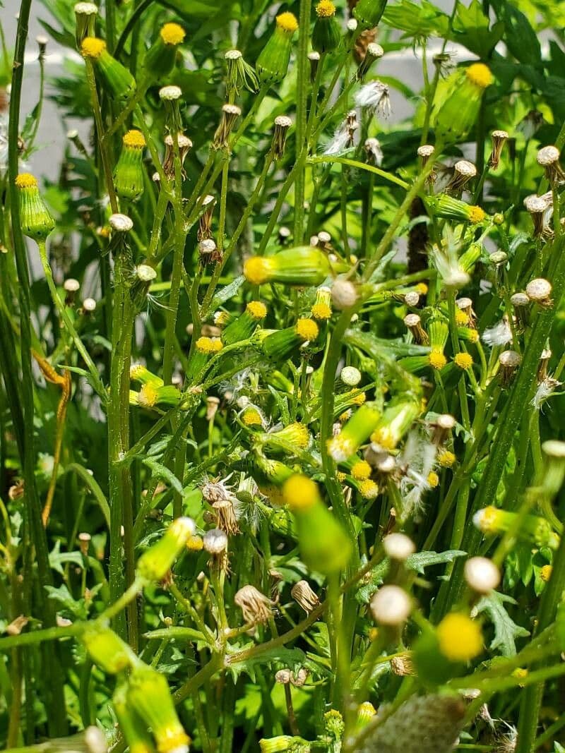 Senecio livido 19