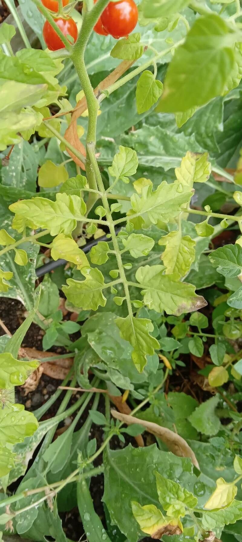 Pomodoro ribes 17