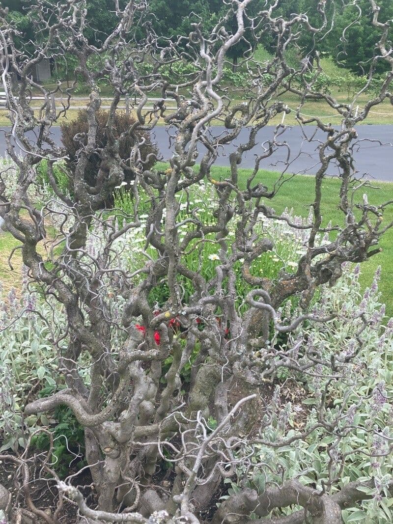 Commiphora 6