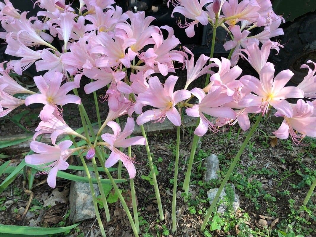 Lycoris 2