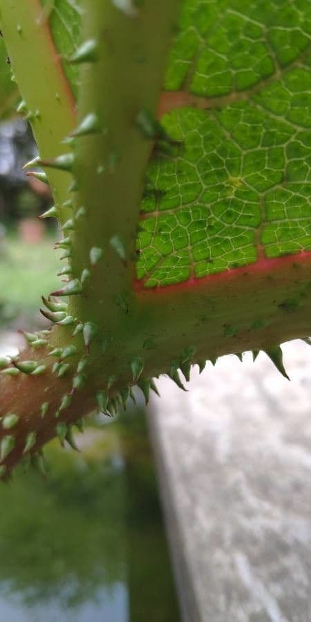 Gunnera tinctoria 28
