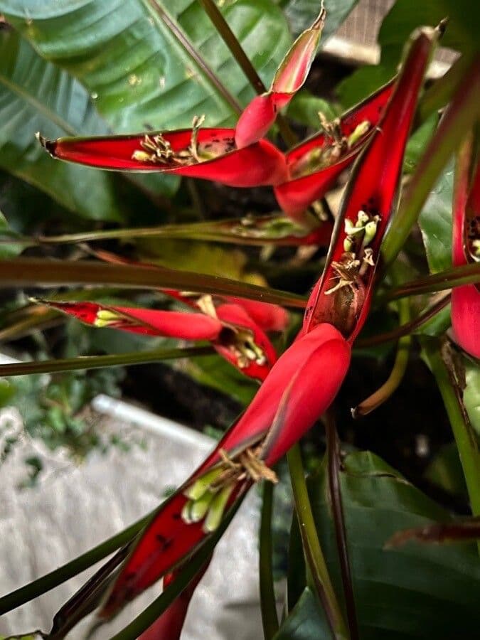 Fiore pappagallo 7