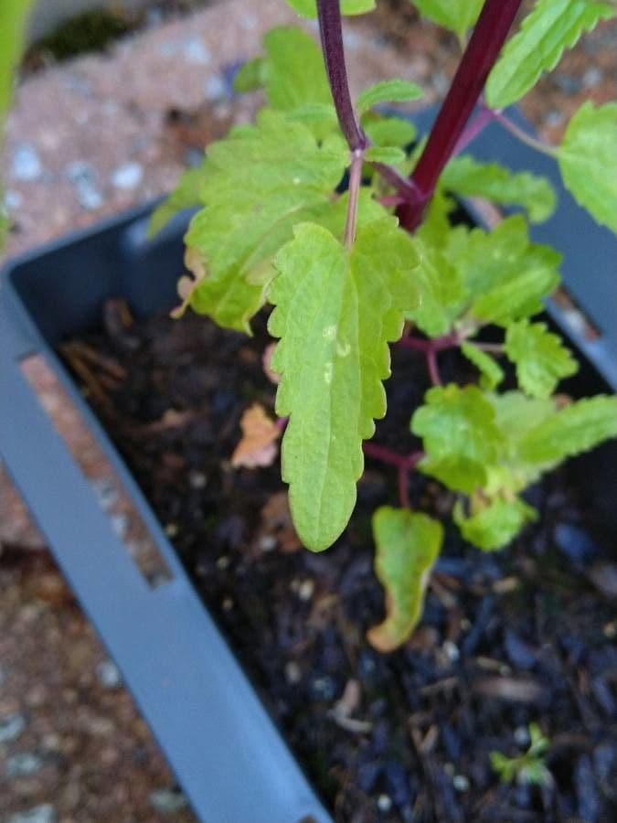 Dracocéphale de Moldavie 15