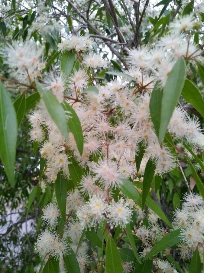 Blepharocalyx 5