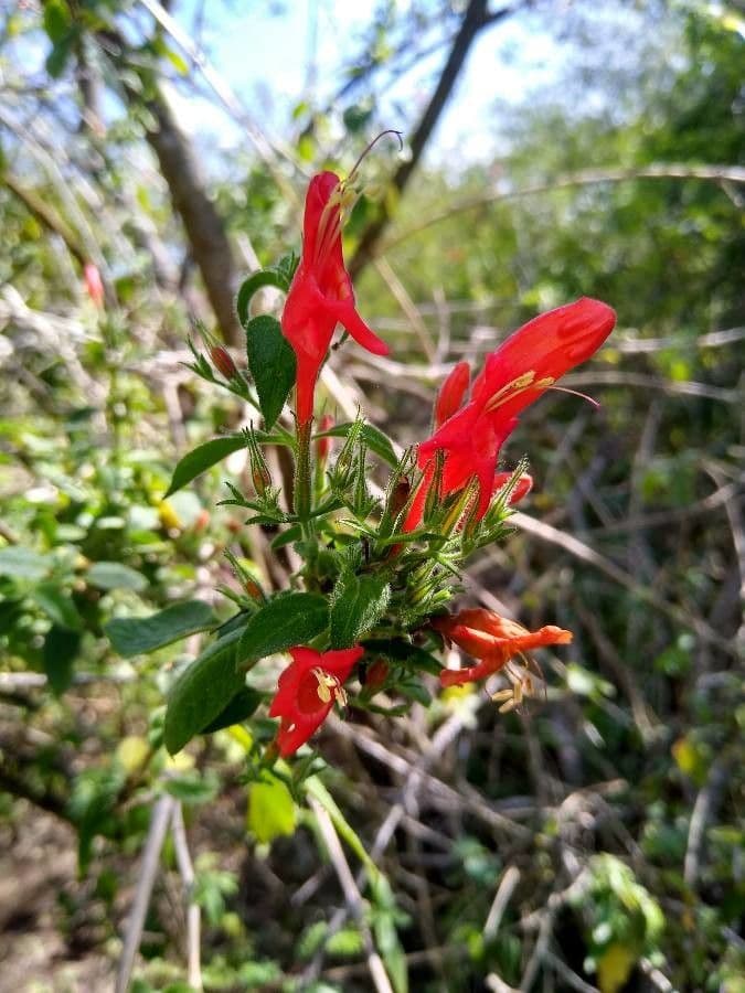 Ruellia