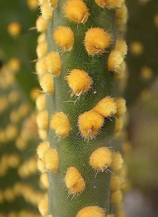 Nopal 29