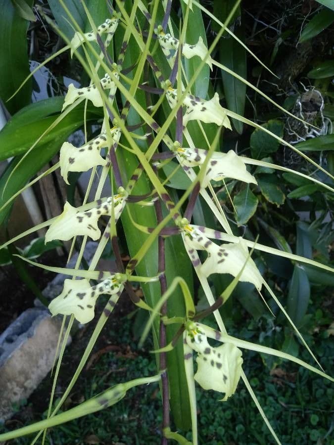 Brassia