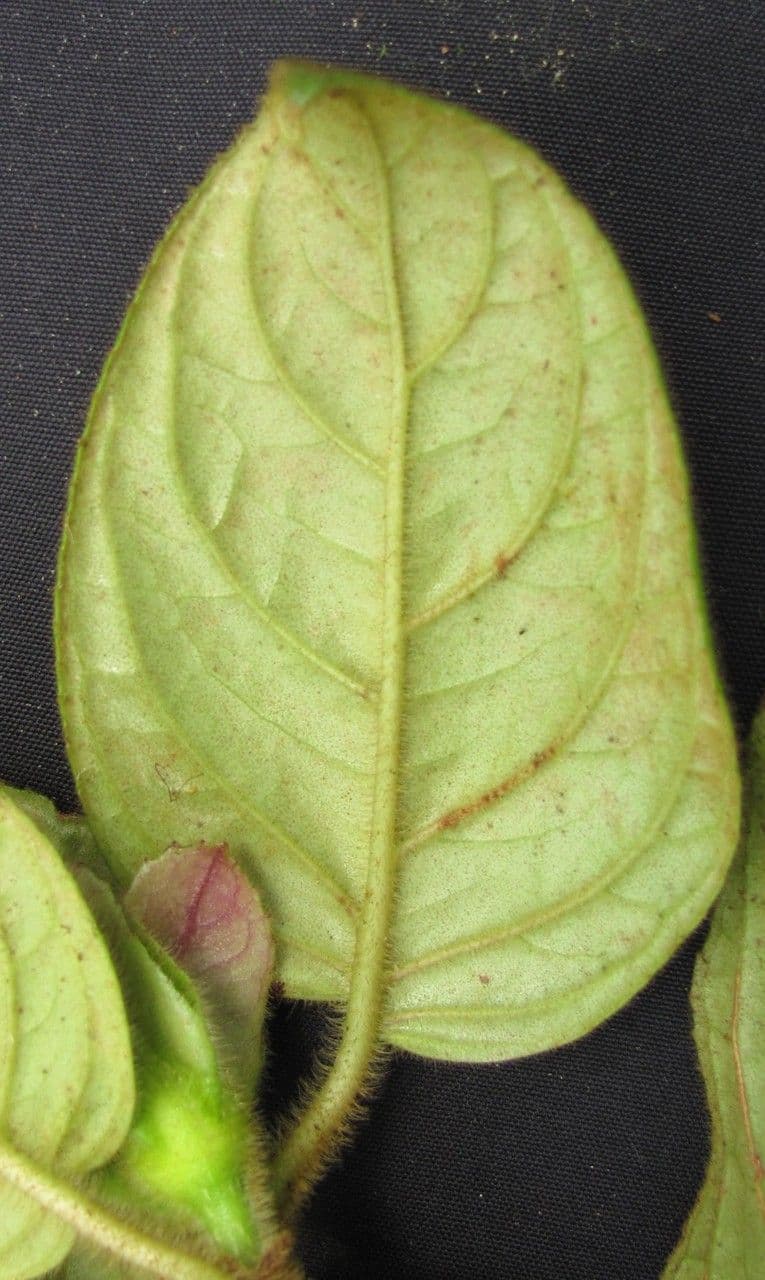 Drymonia alloplectoides 26