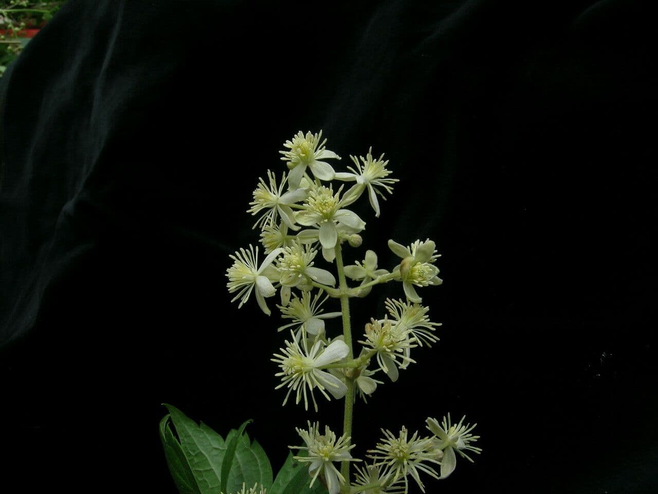 Clematide profumata 4