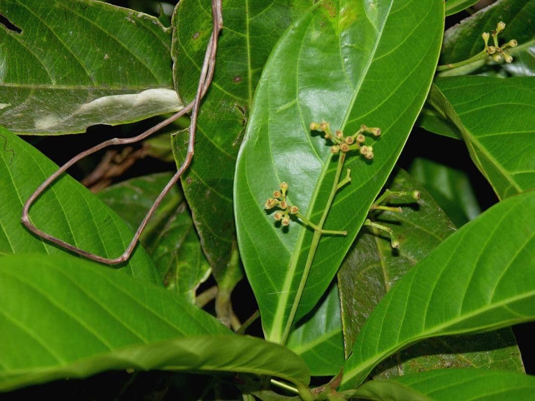 Ocotea pentagonale 6