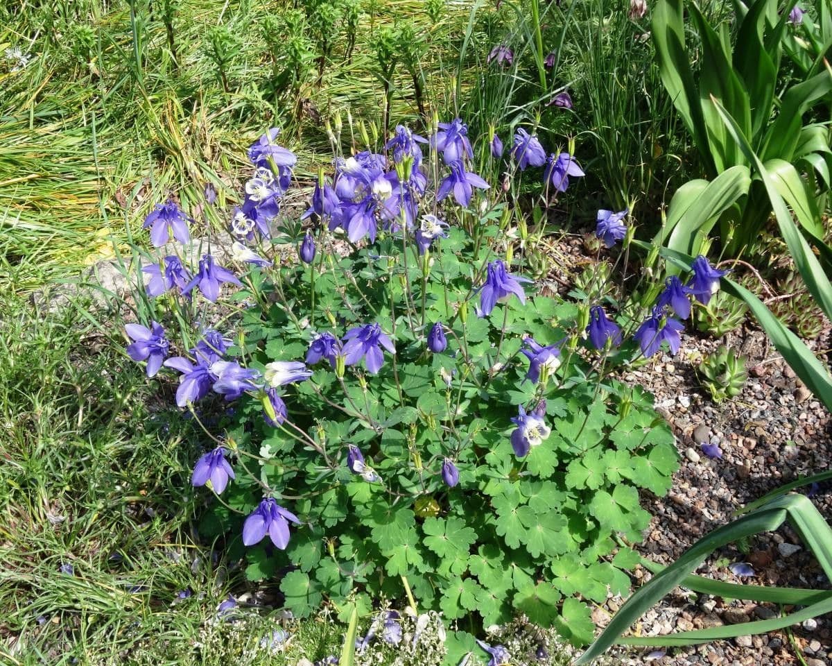 Sibirische Akelei