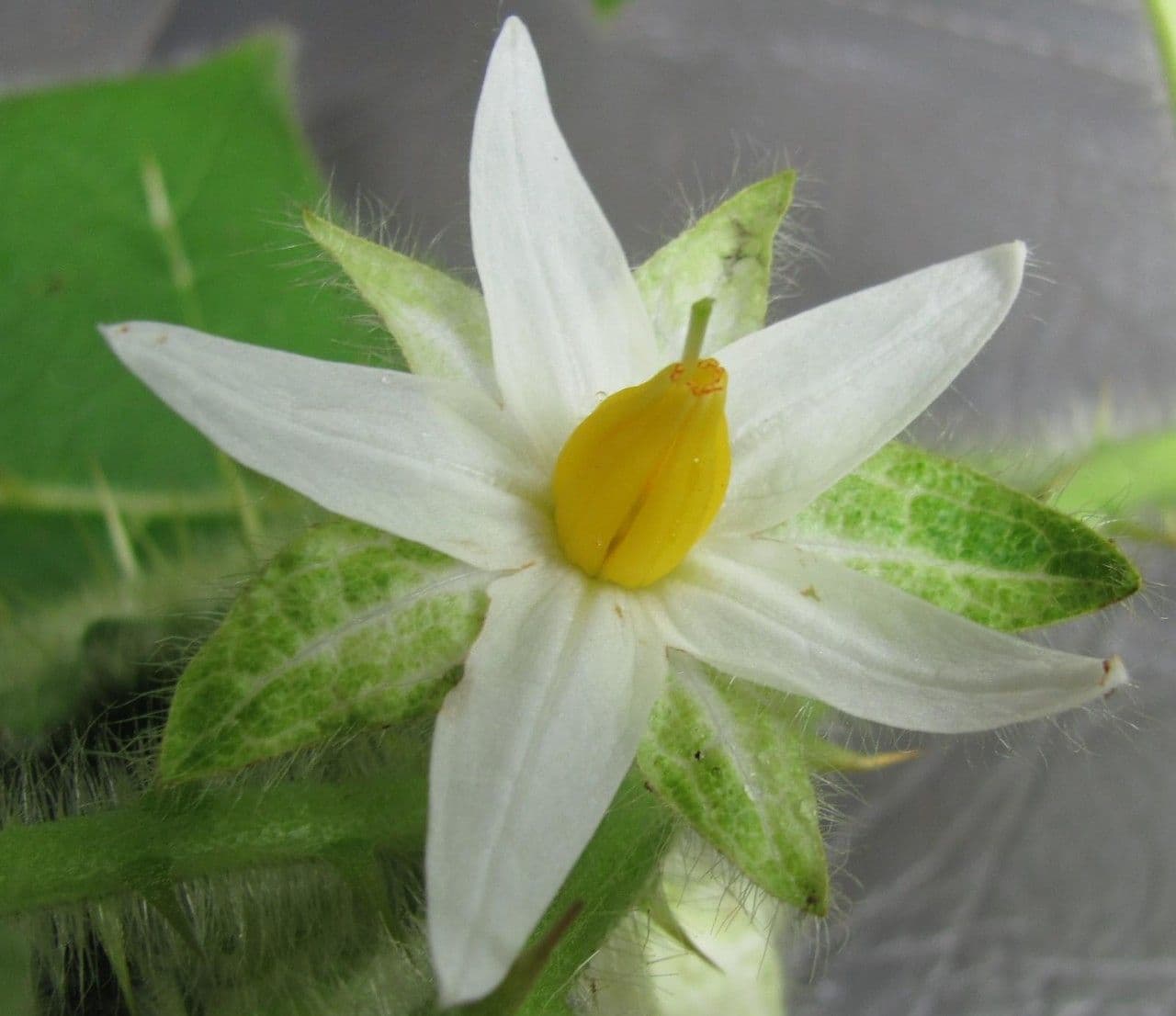 Solanum capsicoides 8