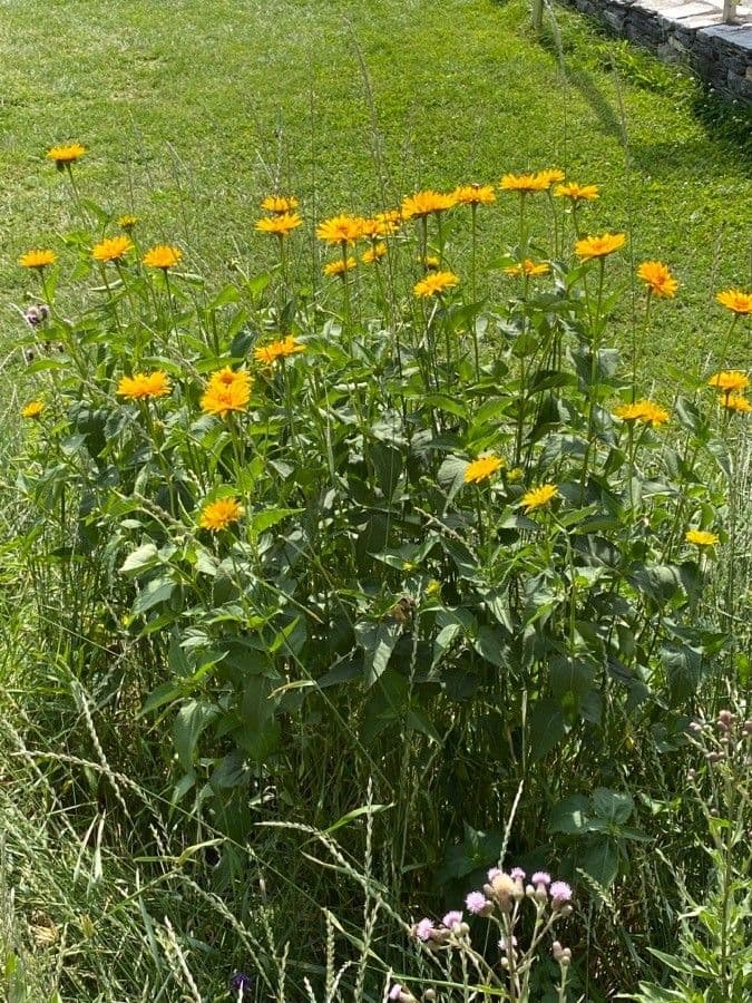 Heliopsis 12