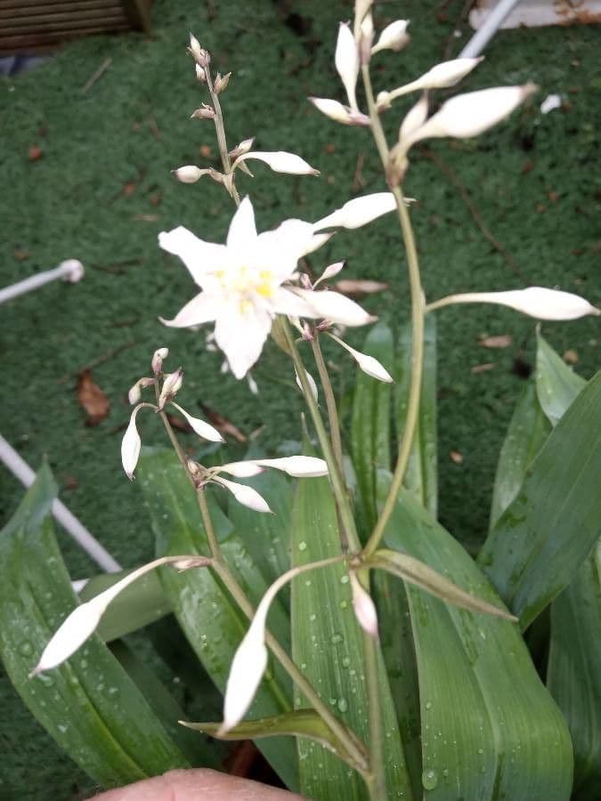 Arthropodium 3