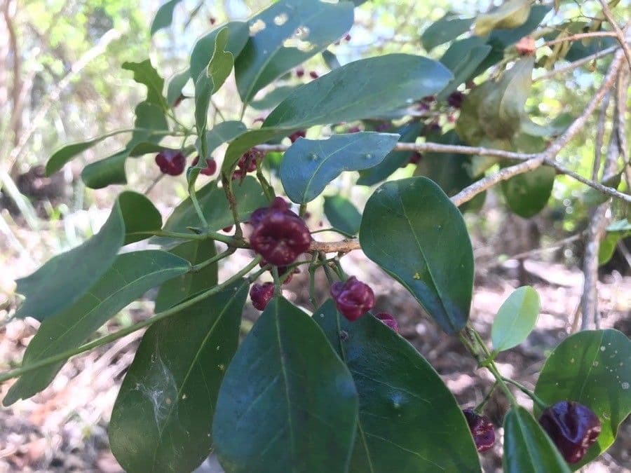 Acronychia laevis 2
