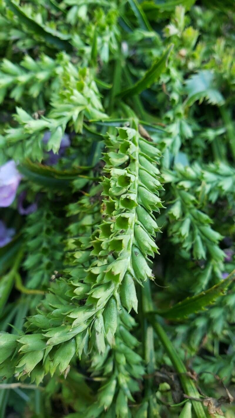 Physostegia virginiana 26