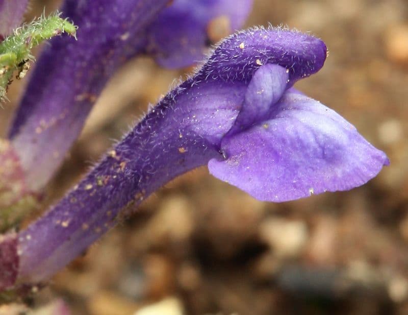 Scutellaria tuberosa 3