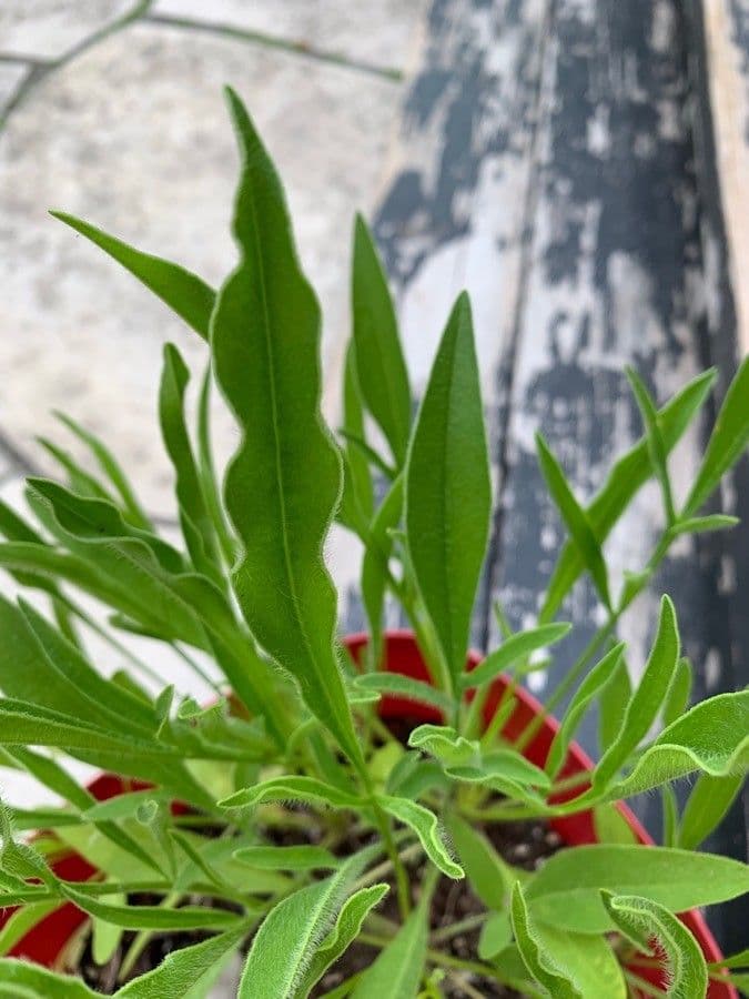 Coreopsis lanceolata 22