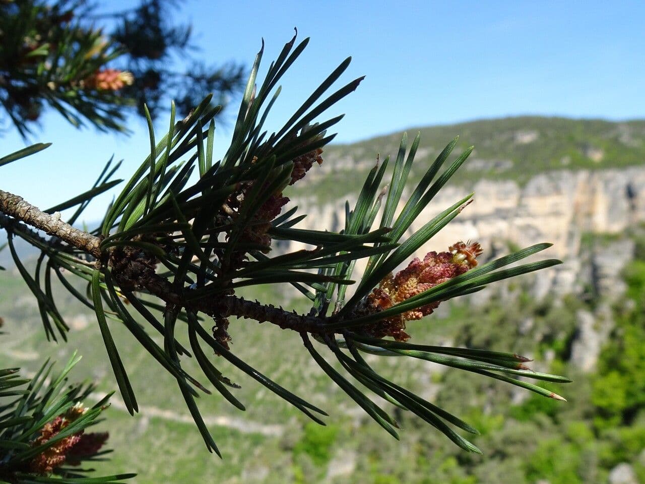 Waldkiefer 27