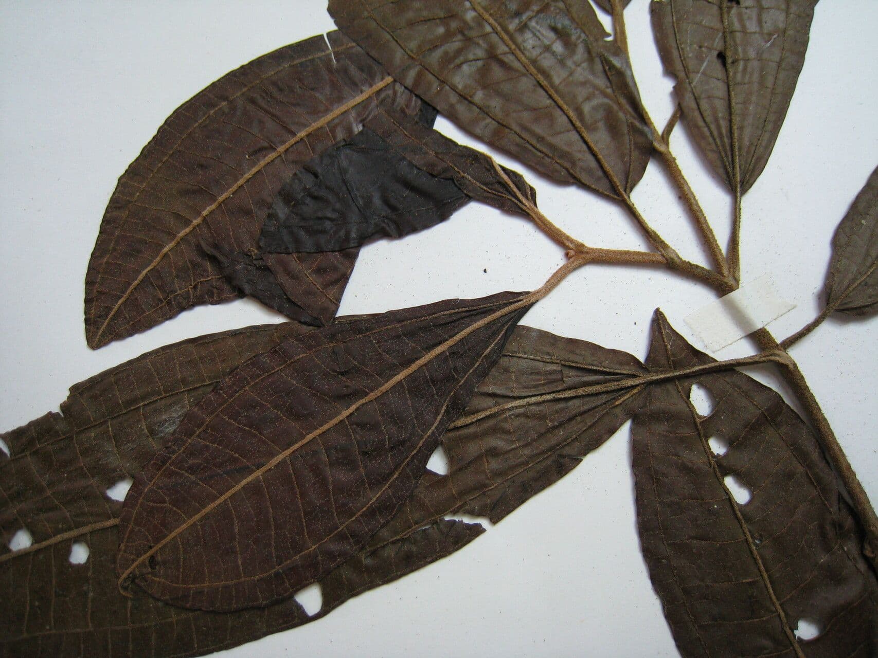 Miconia 6