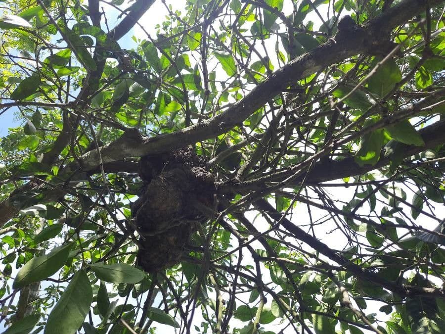 Dendrophthoe 8