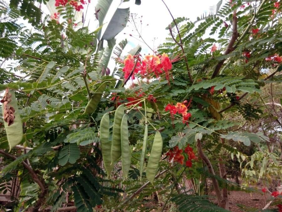 Cesalpinia 2