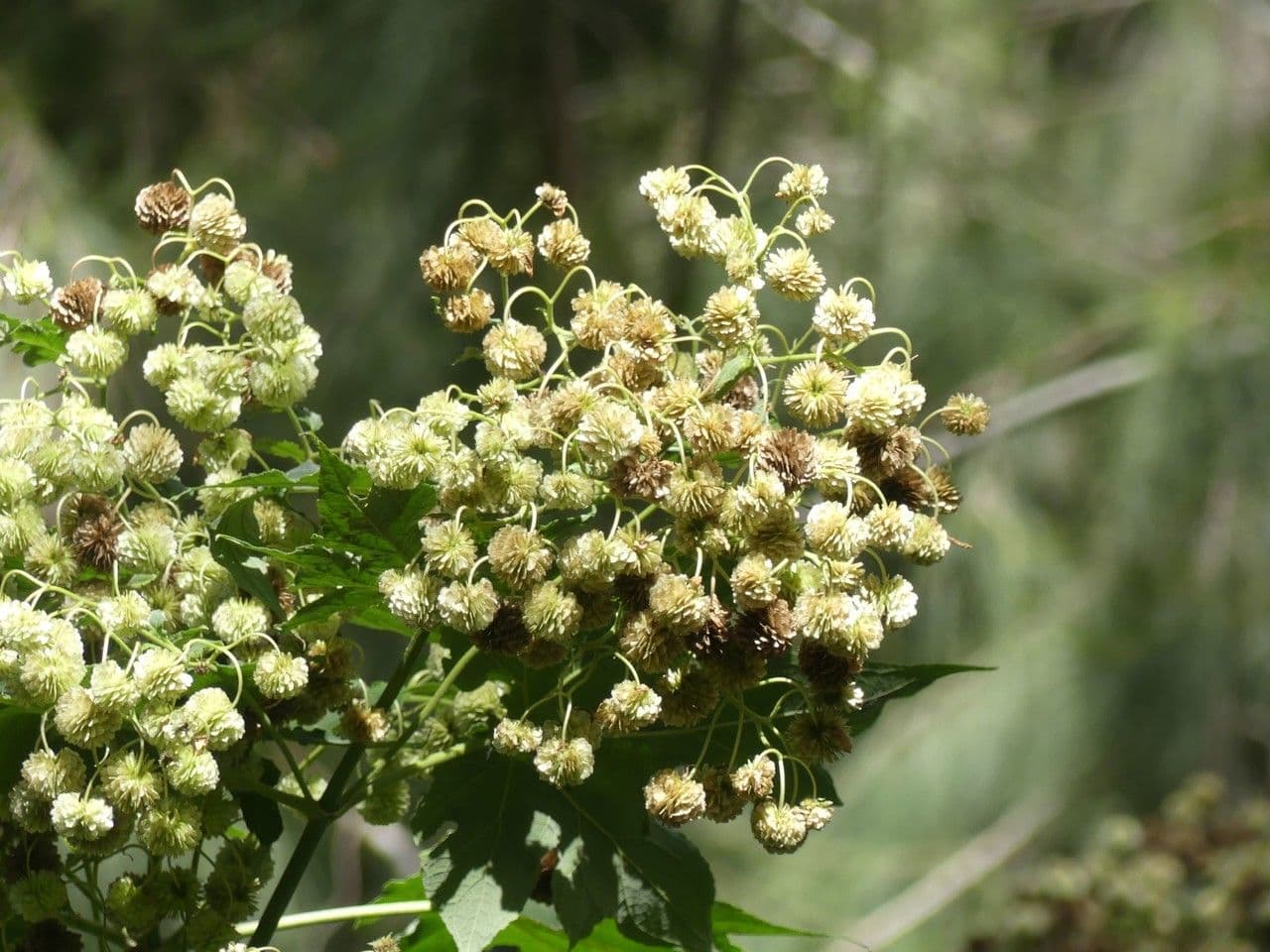Montanoa 5