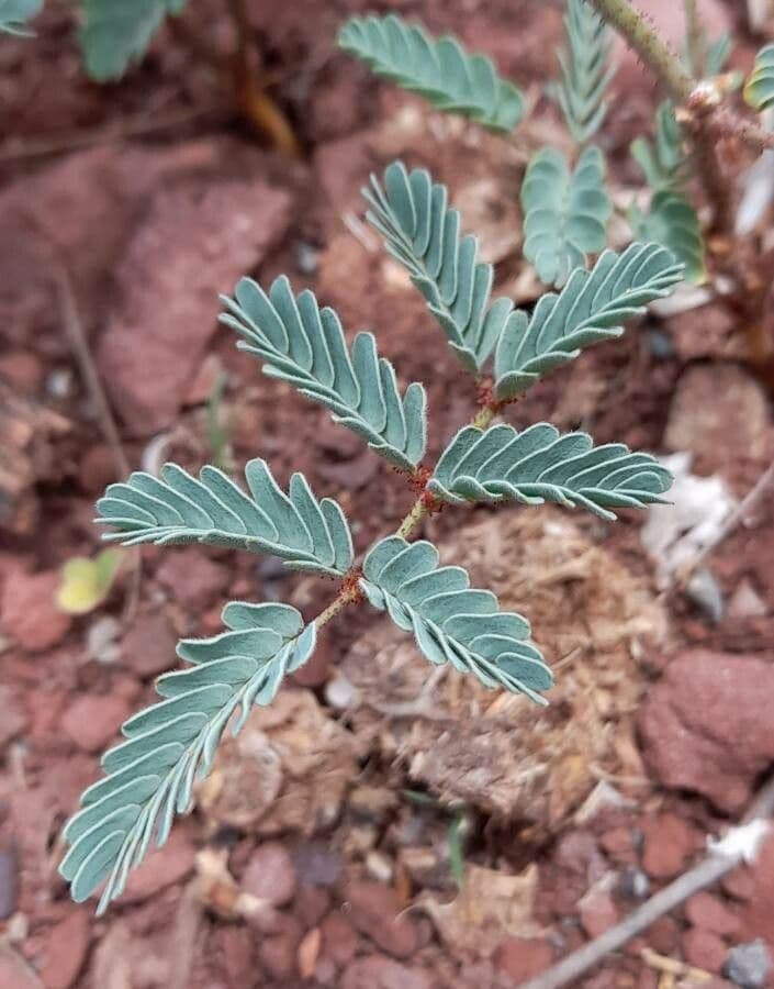 Hoffmannseggia glauca 15