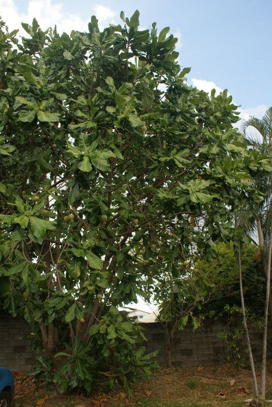 Barringtonia 15