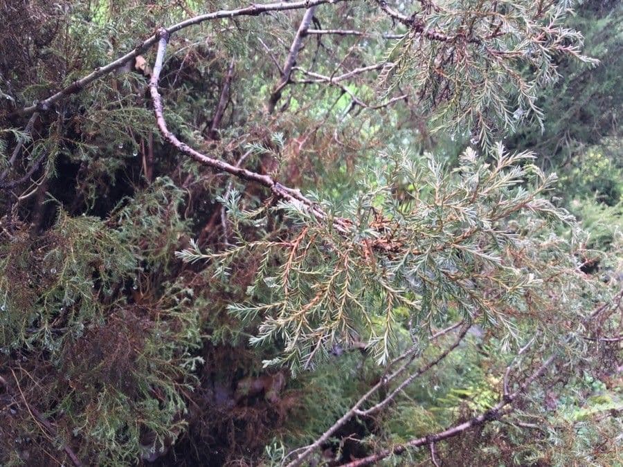 Atlantic white cypress 3