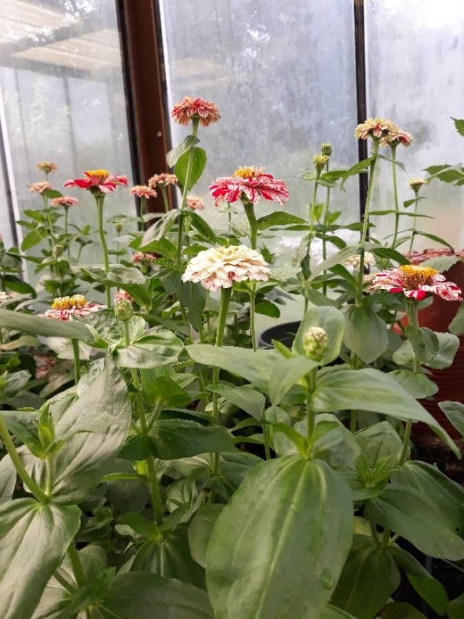 Zinnia di Haage