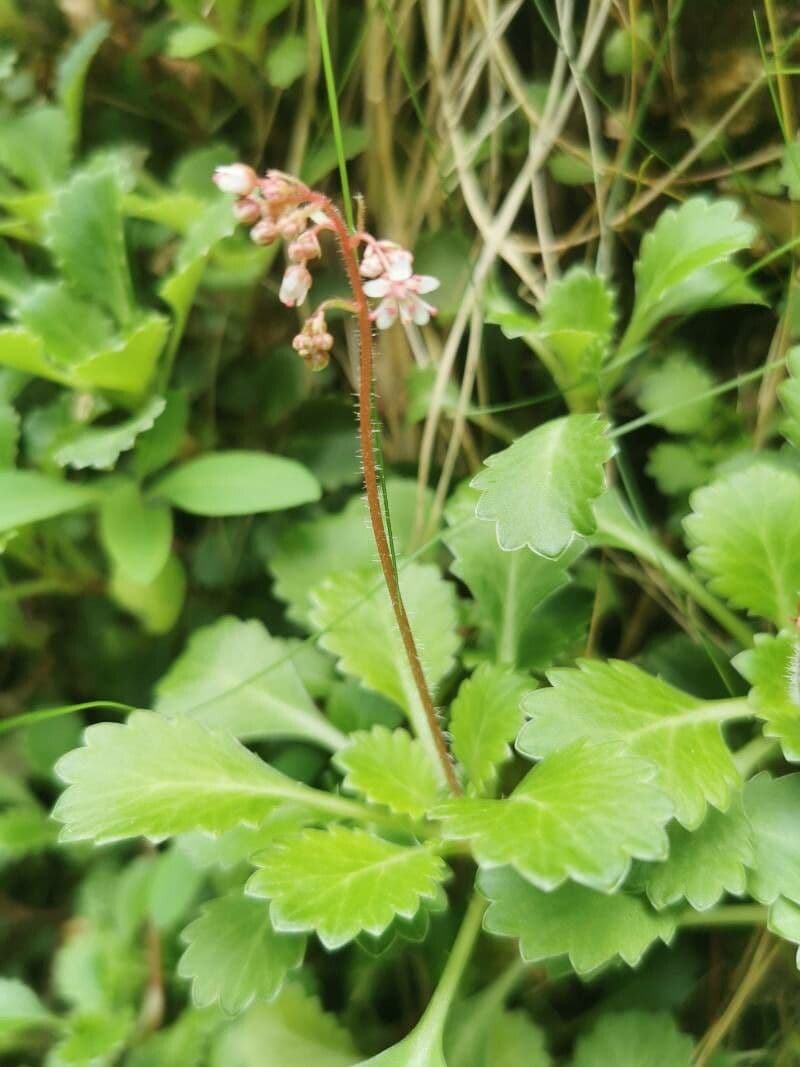 Sassifraga spatolata 5