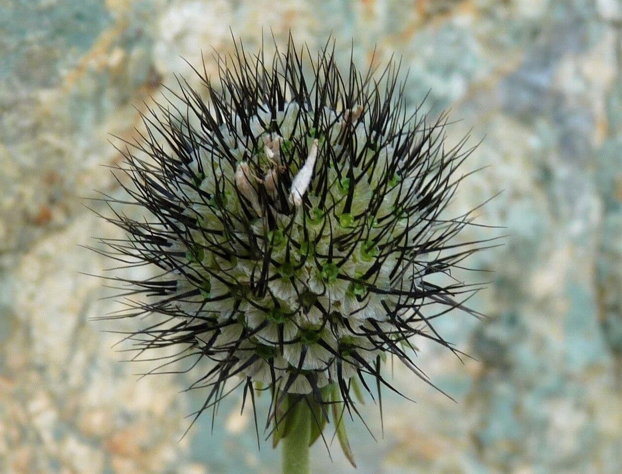 Vedovina lucida 5