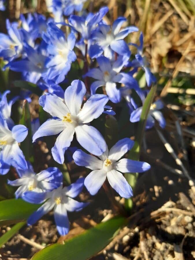 Scilla Forbesa 3