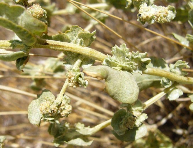 Atriplex