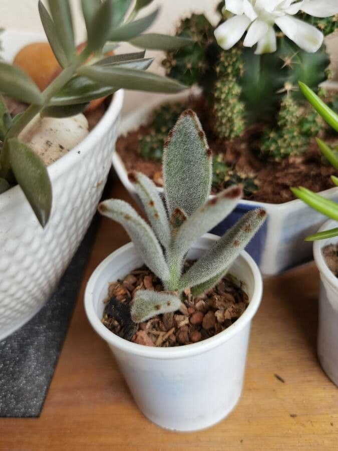 Pianta panda 12
