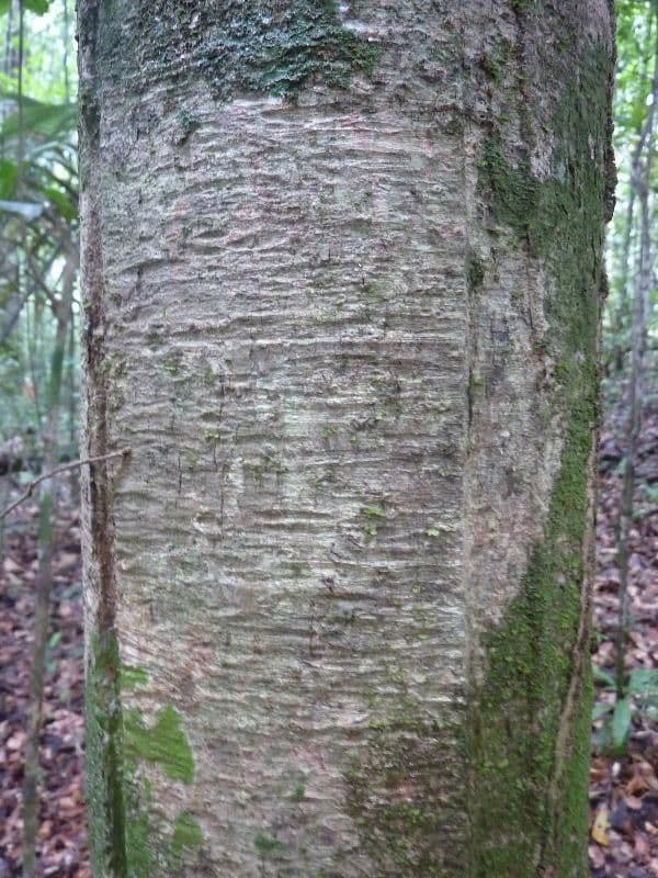 Glänzende Myrcia 21