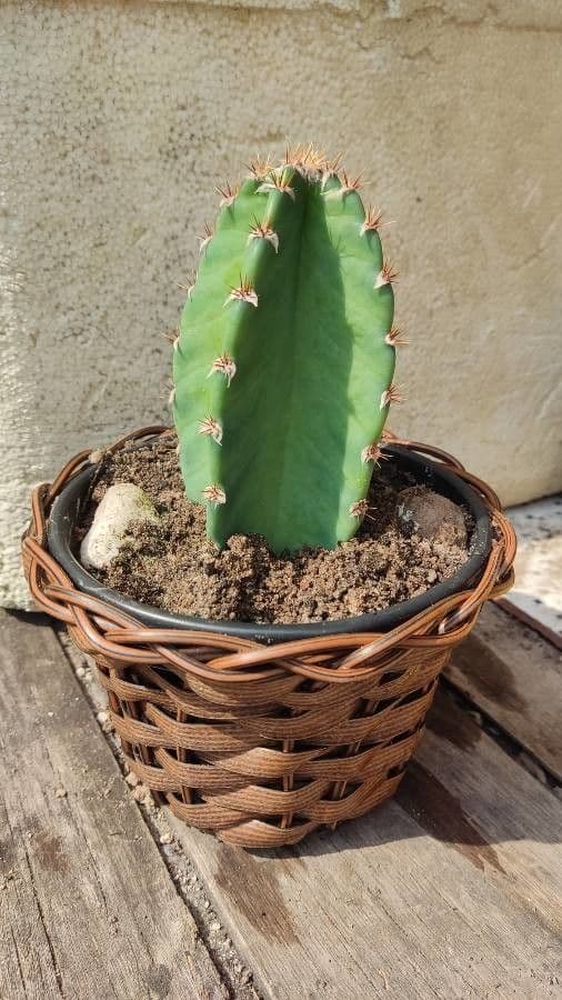 Cactus 23