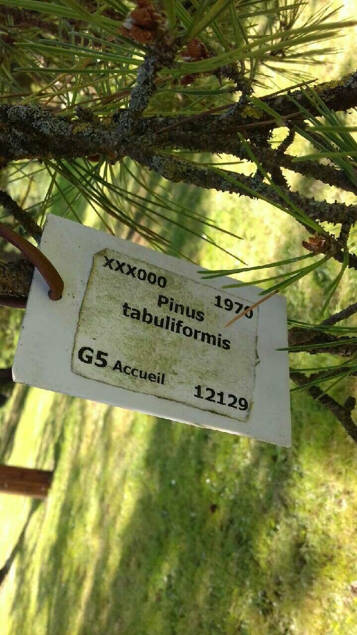 Pino della Cina 21