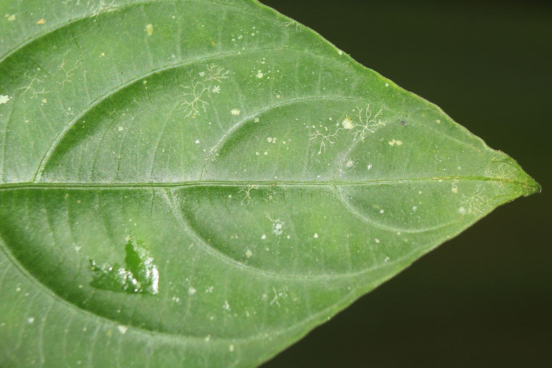 Palicourea 9