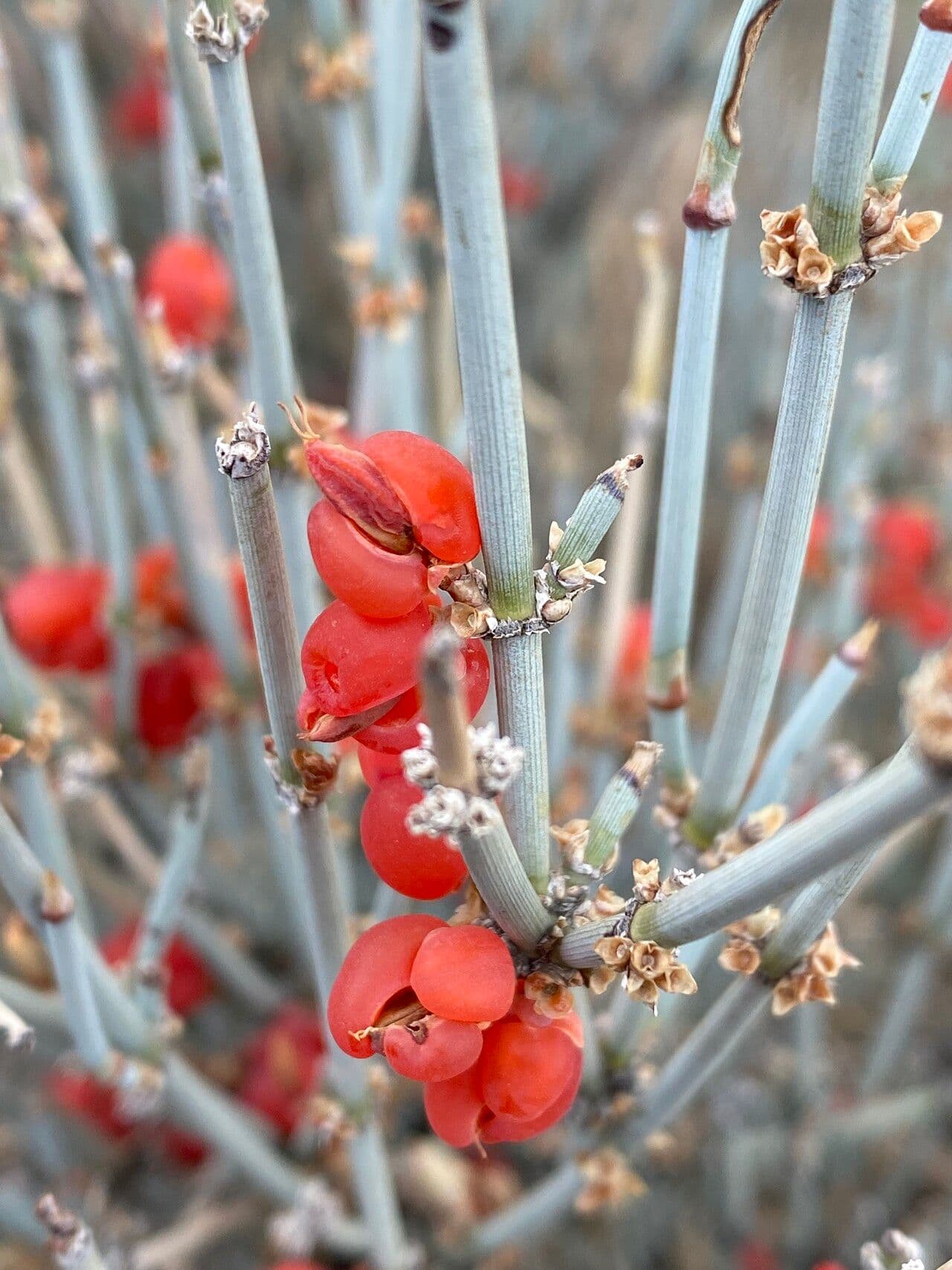 Ephedra intermedia 3