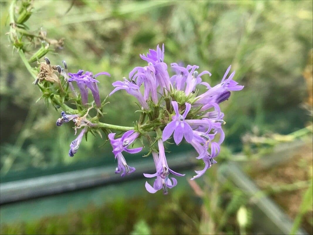 Lobelia urens 4