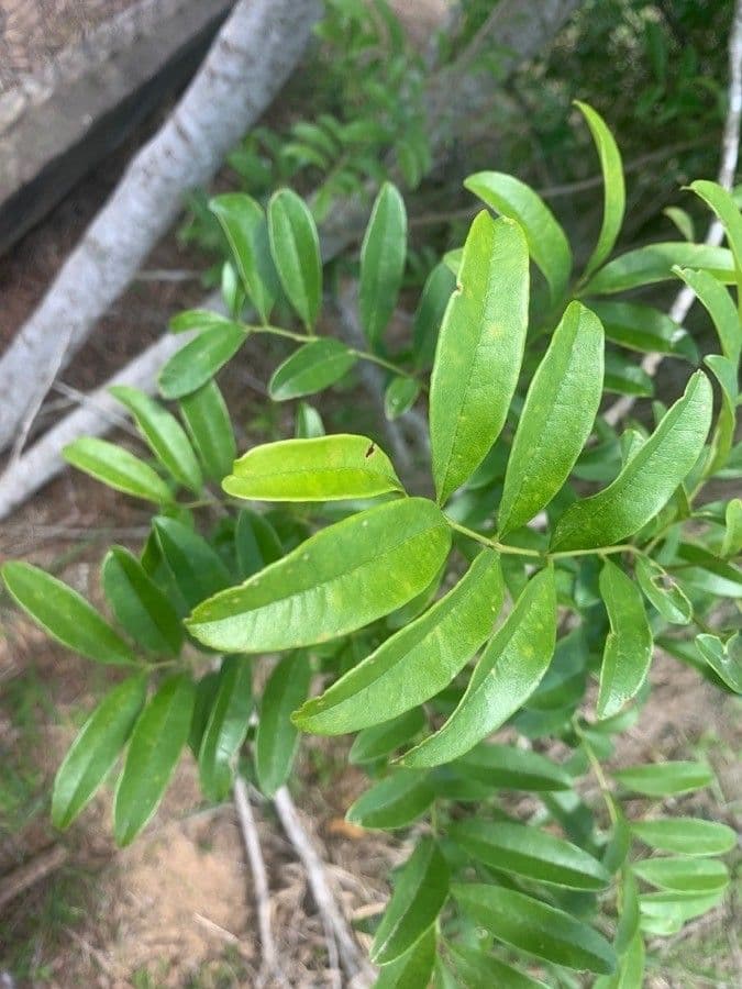 Wisteriopsis 6