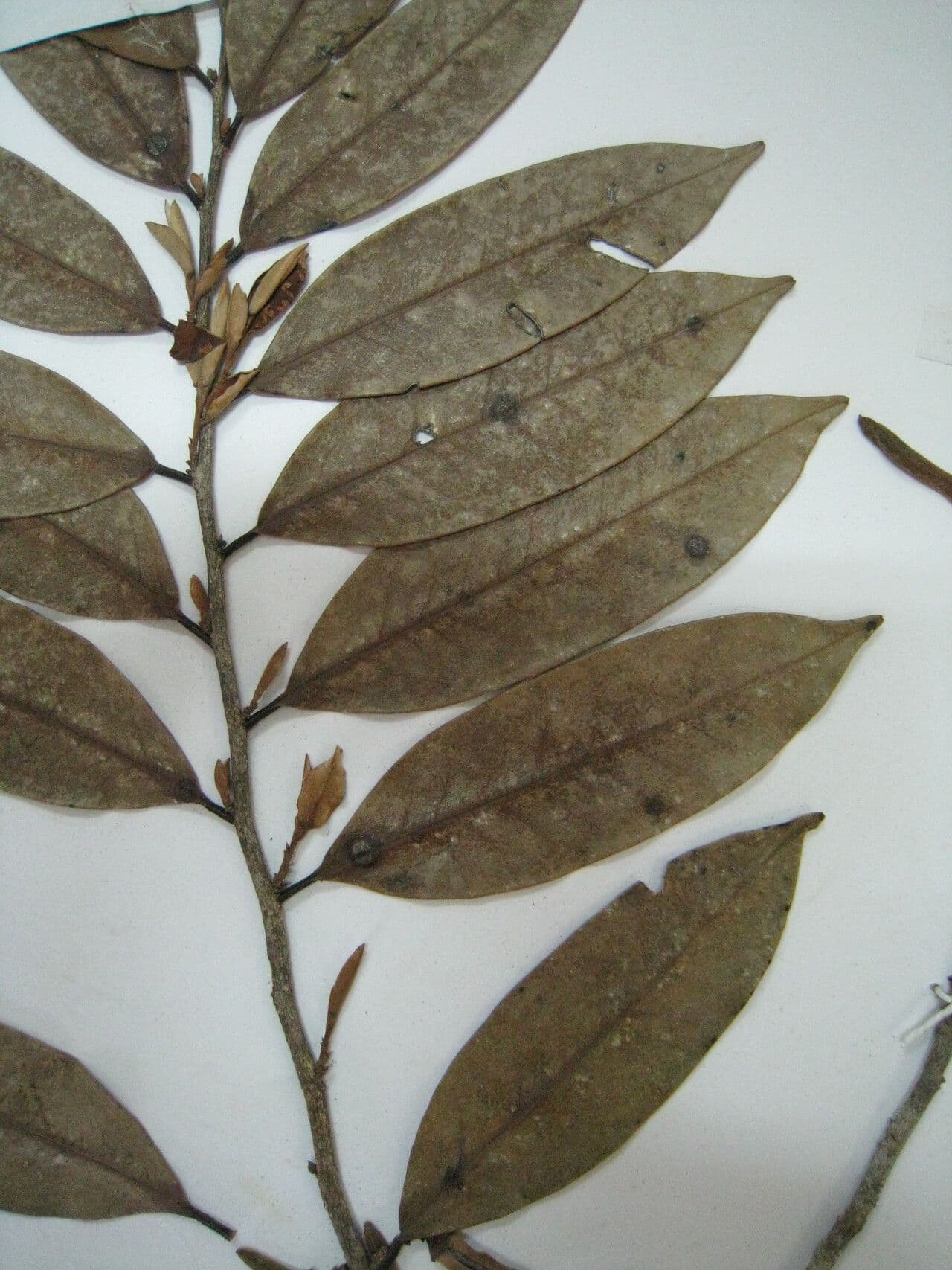 Xylopia nitida 11