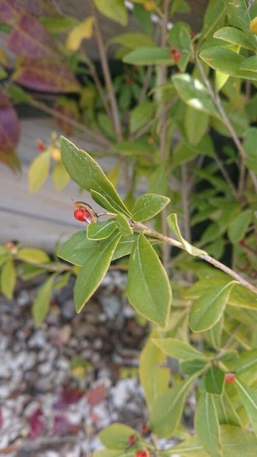 Pitosporum 20