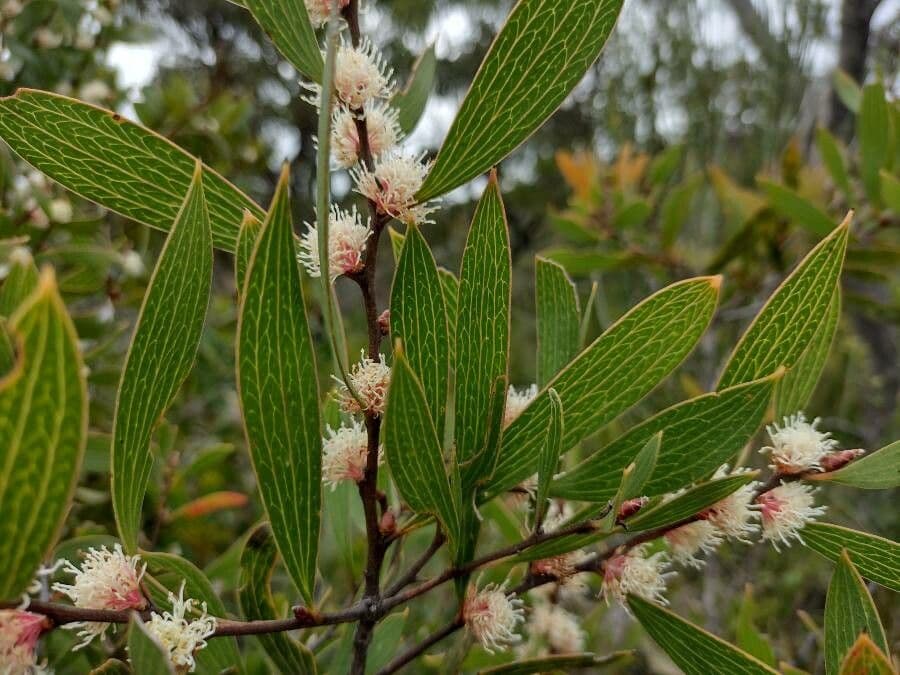 Hakea dactiloida 7